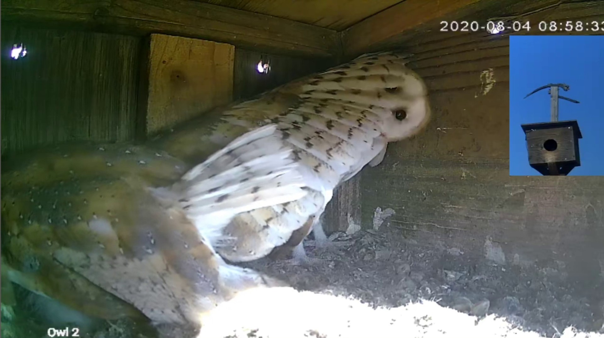 barn-owl-information-barn-owl-nest-box