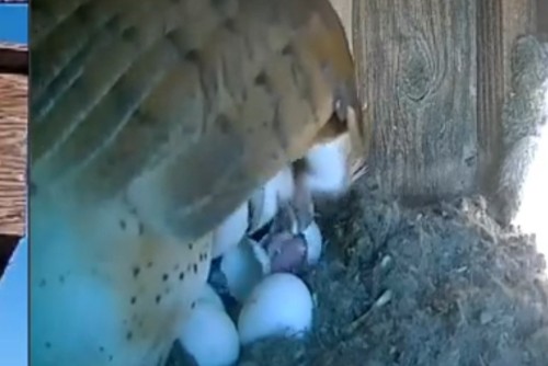 blue owl hatching