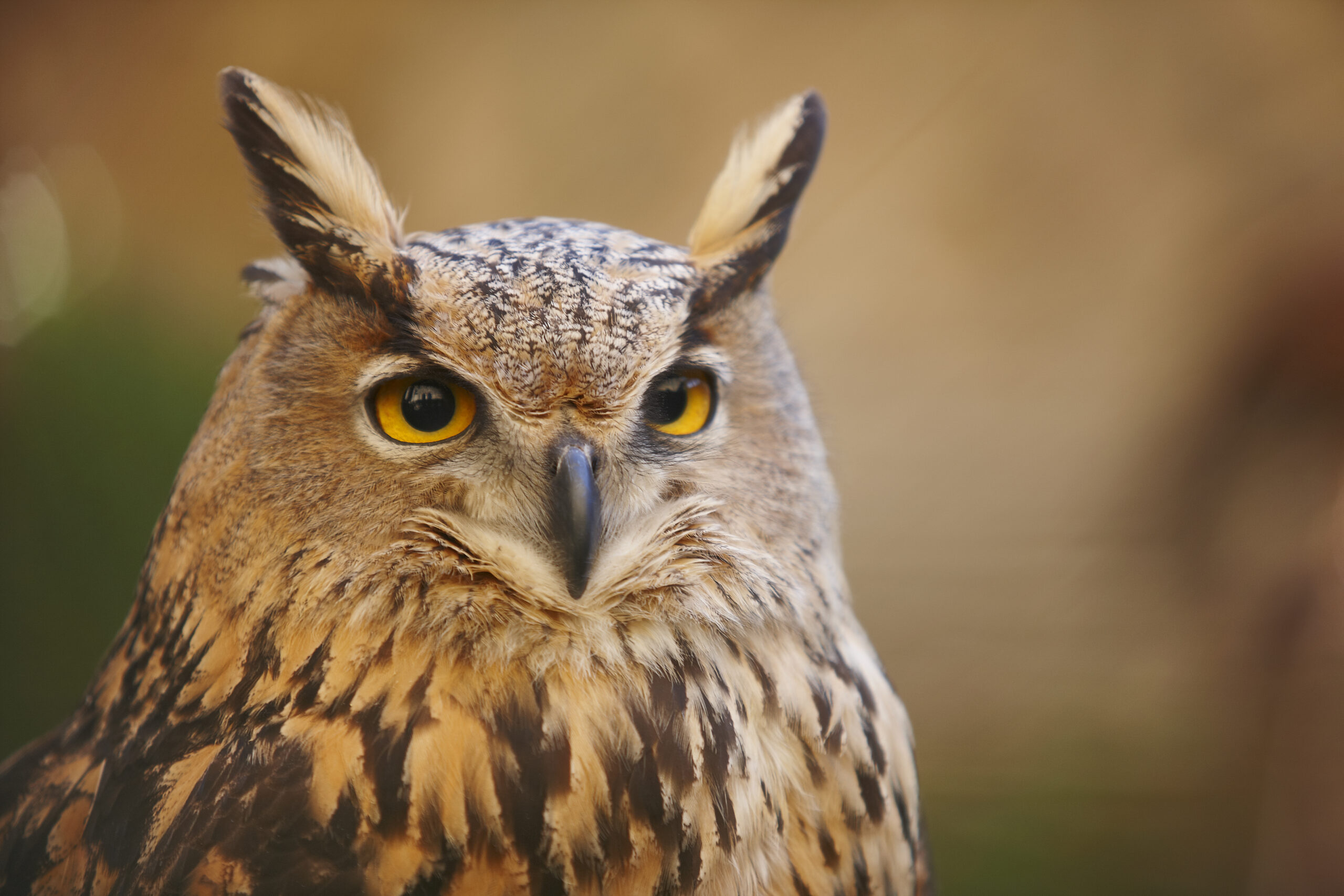 predators-barn-owl-nest-box